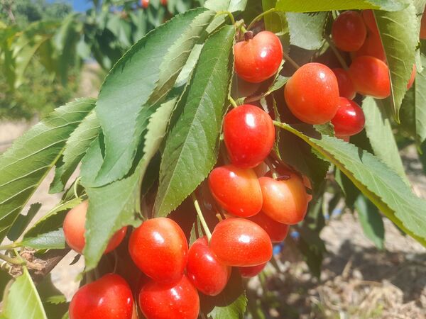 میوه‌های خوش‌رنگ و لعاب بهاری در روستای مارکده