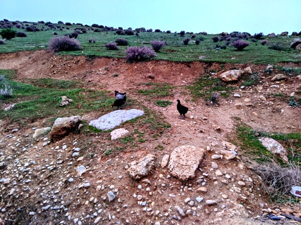 طبیعت زیبای میانکوه 