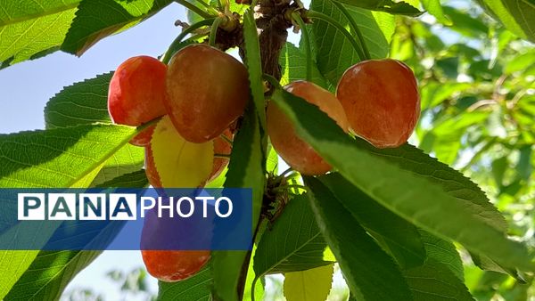 میوه‌های خوش‌رنگ و لعاب بهاری در روستای مارکده