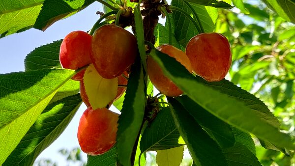 میوه‌های خوش‌رنگ و لعاب بهاری در روستای مارکده