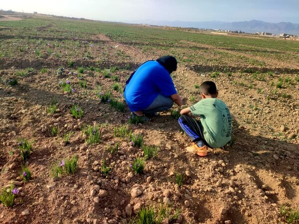 فدافن روستایی که زعفرانش با تشنگی خاک قصه‌ای تلخ نوشت
