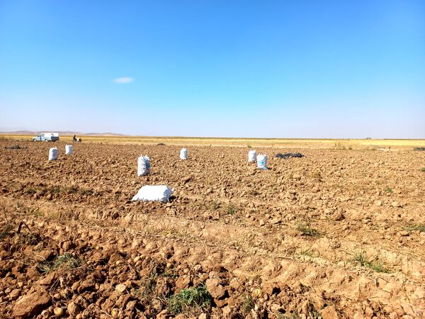 برداشت محصول سیب زمینی در روستای داغیان