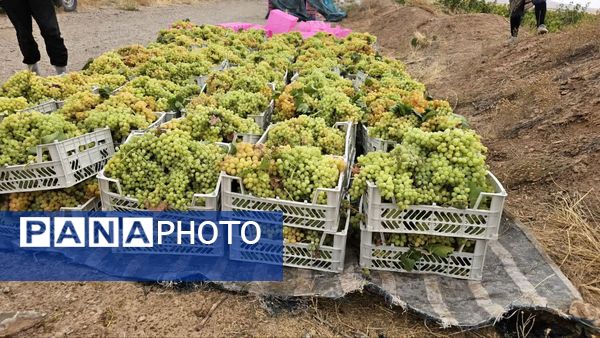 کیل گیری محصولات کشاورزی در شهرستان فاروج