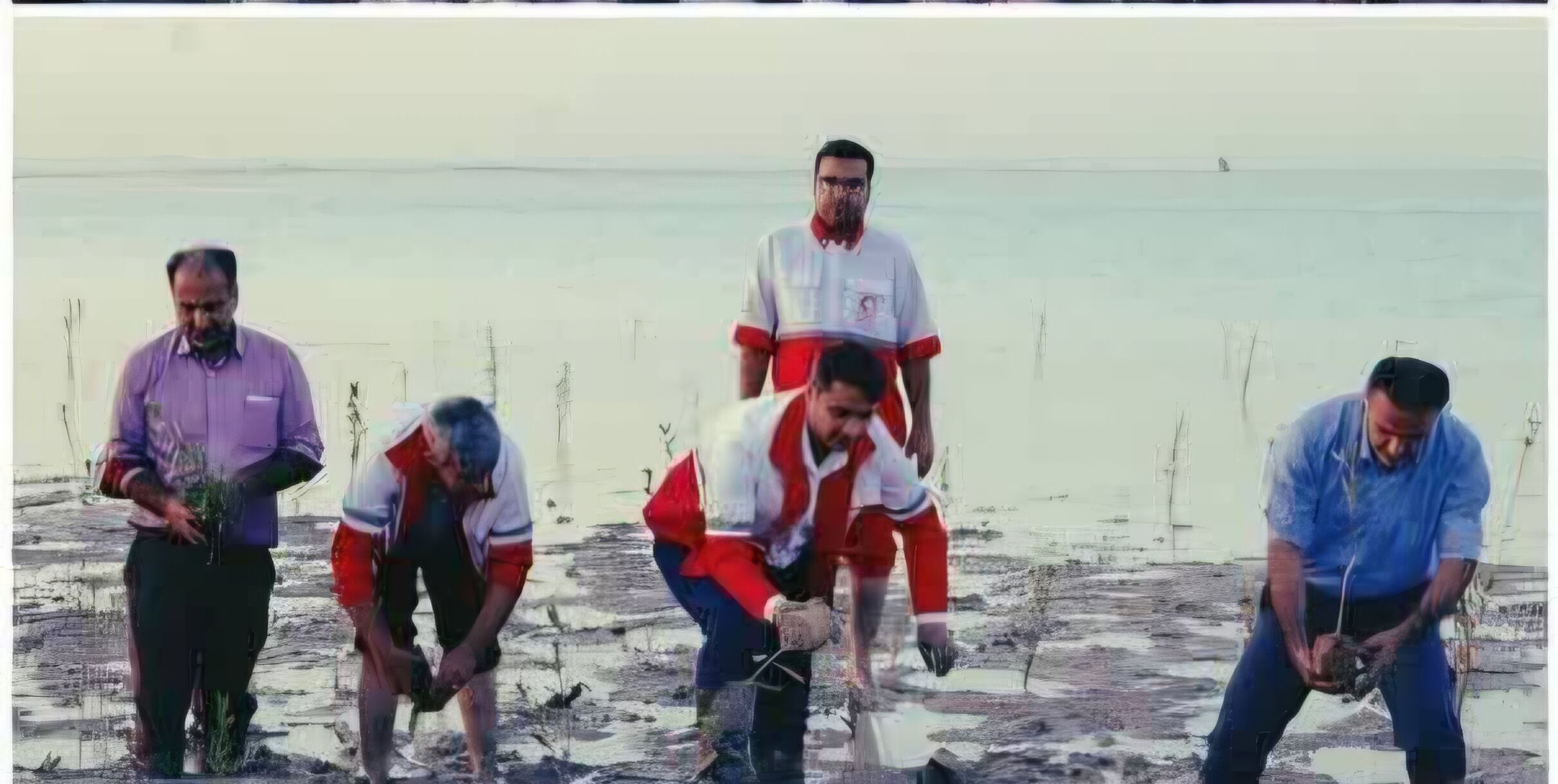 کاشت سه هزار نهال حرا در بوشهر به همت  کارکنان، امدادگران، داوطلبان و اعضای جمعیت هلال‌احمر در هفته هلال