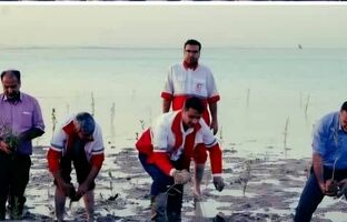 کاشت سه هزار نهال حرا در بوشهر به همت  کارکنان، امدادگران، داوطلبان و اعضای جمعیت هلال‌احمر در هفته هلال