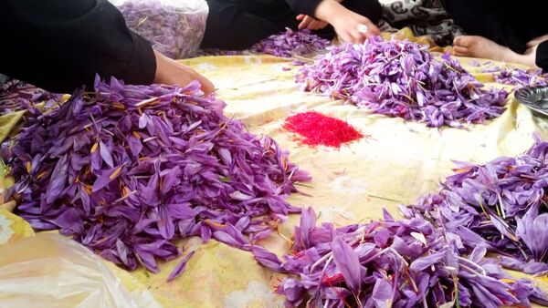 فدافن روستایی که زعفرانش با تشنگی خاک قصه‌ای تلخ نوشت