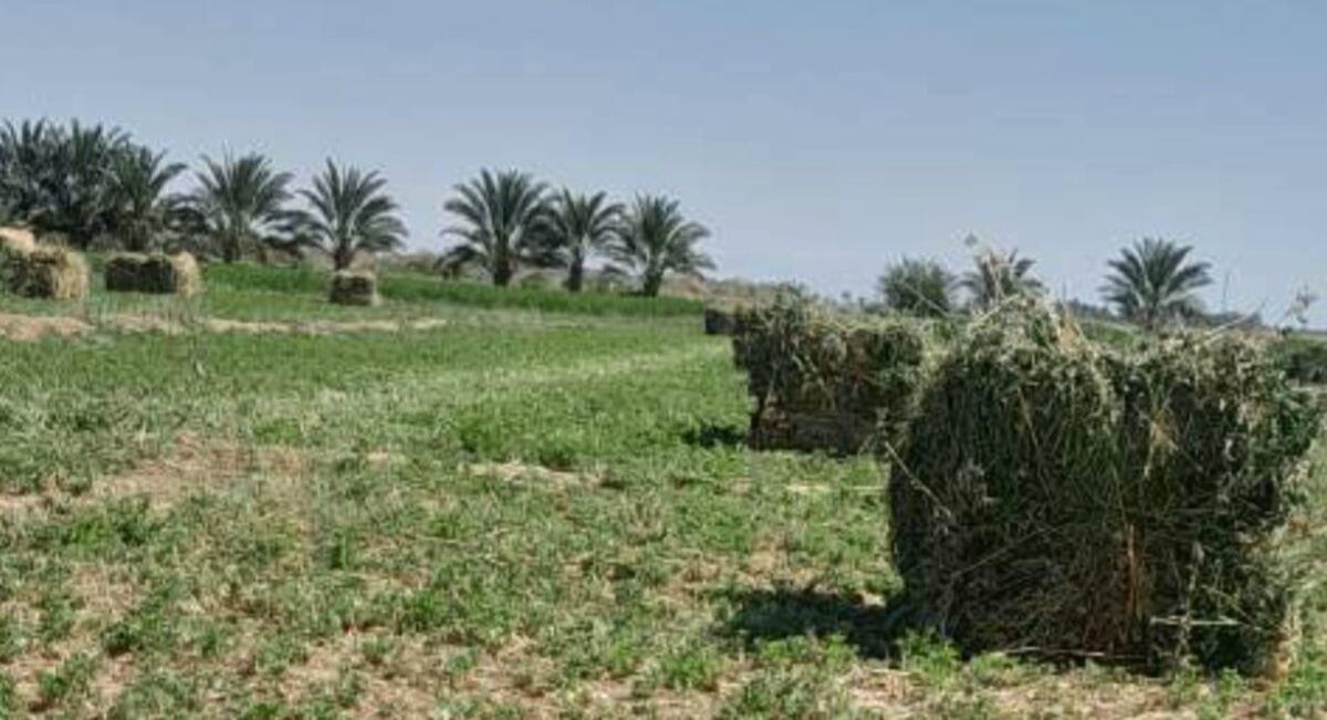 برداشت یونجه در روستای رباط عشق
