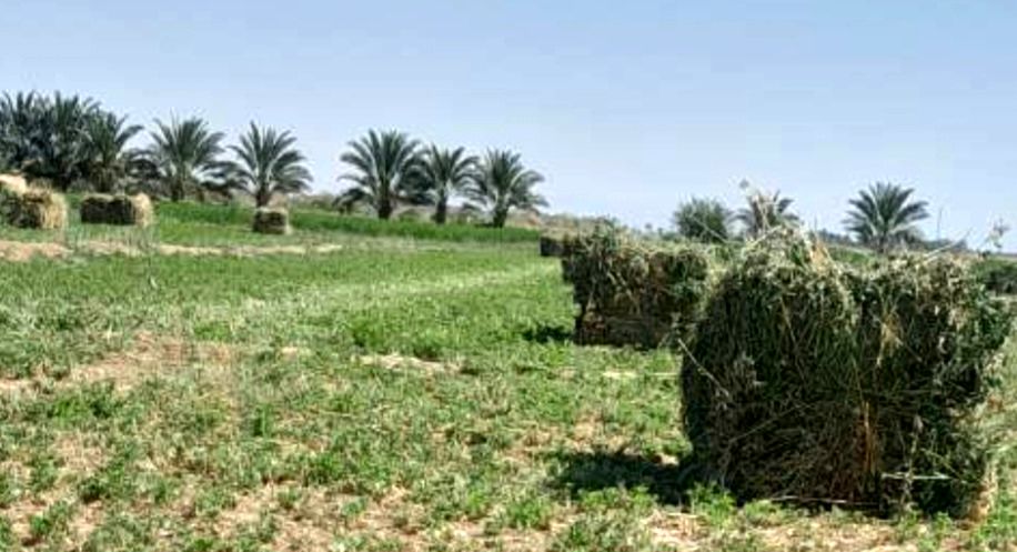 برداشت یونجه در روستای رباط عشق