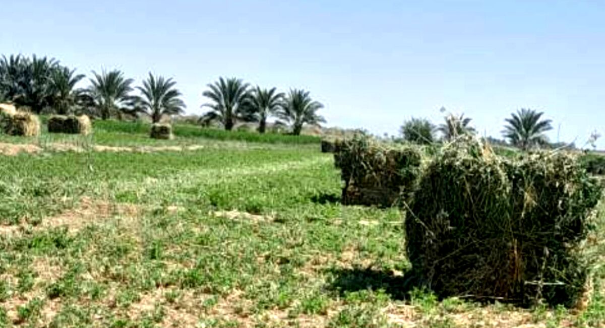 برداشت یونجه در روستای رباط عشق