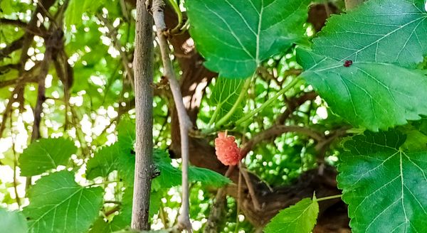 میوه‌های رنگارنگ در لردگان 