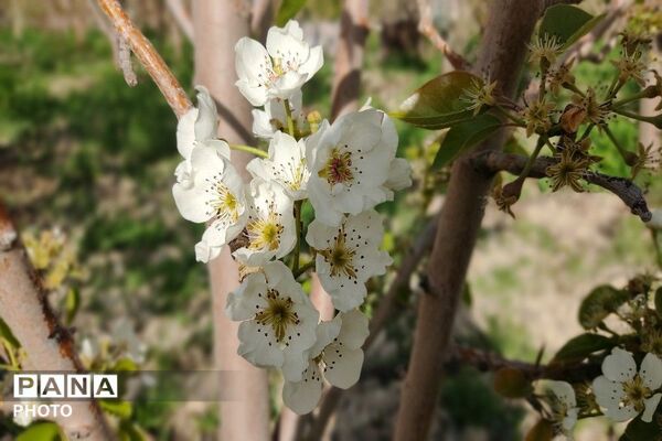 آلبوم تصویری از طبیعت زیبای شهر بار در اردیبهشت‌ماه  ۱۴۰۵ -1