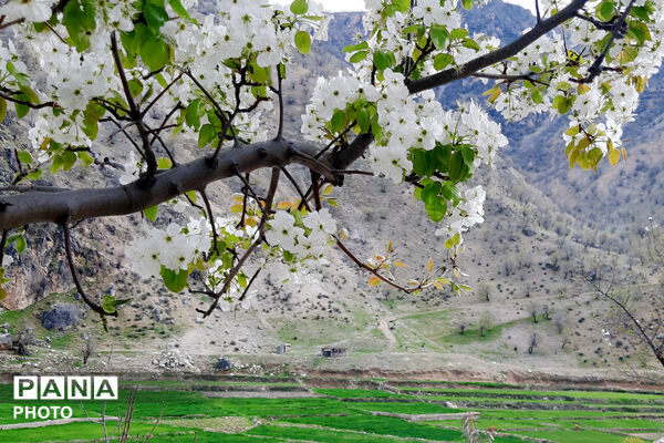 طبیعت روستای بیدله به هنگام بهار