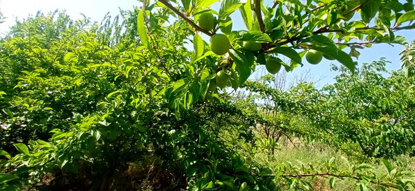 آغاز فصل چیدن؛ باغ‌های جلگه رخ میزبان میوه‌های تابستانی 