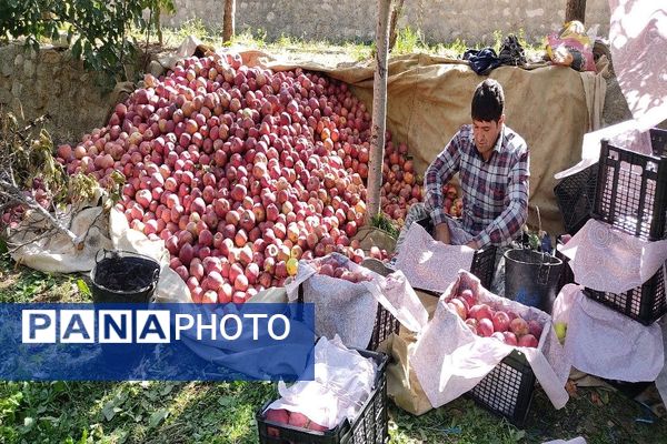فصل زیبای پاییز در شهر بار نیشابور 
