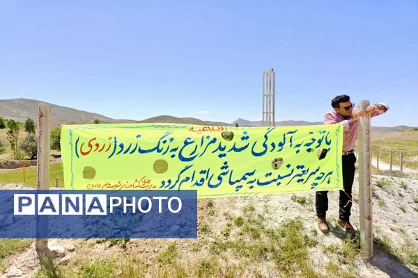 شیوع بیماری زنگ زرد در مزارع گندم و جو در روستاهای دهستان سنگر شهرستان فاروج