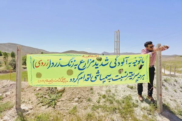 شیوع بیماری زنگ زرد در مزارع گندم و جو در روستاهای دهستان سنگر شهرستان فاروج