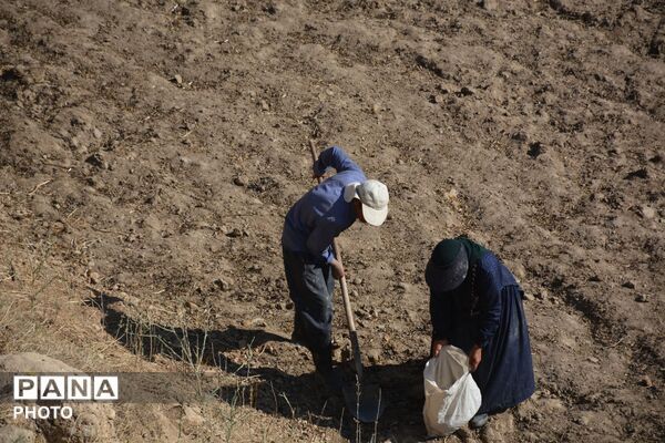 آغاز فصل تولکی در شالیزارهای روستای پلبریده