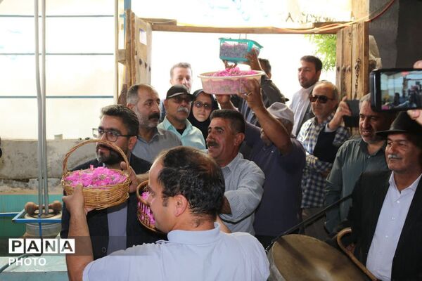 مراسم گلابگیری در روستای طارس شهرستان فیروزکوه