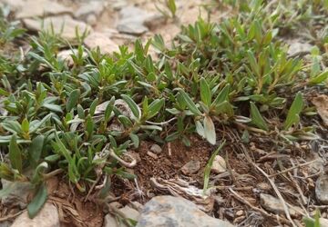 آویشن؛ گیاهی از نگین سبز زاگرس