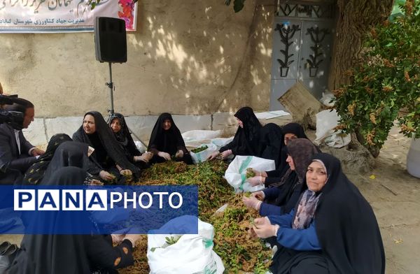 اولین رویداد ملی سماق در خانیک گناباد