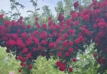 نبض سبزِ زمین؛ روایتی از هم‌صدایی با ریشه‌ها
