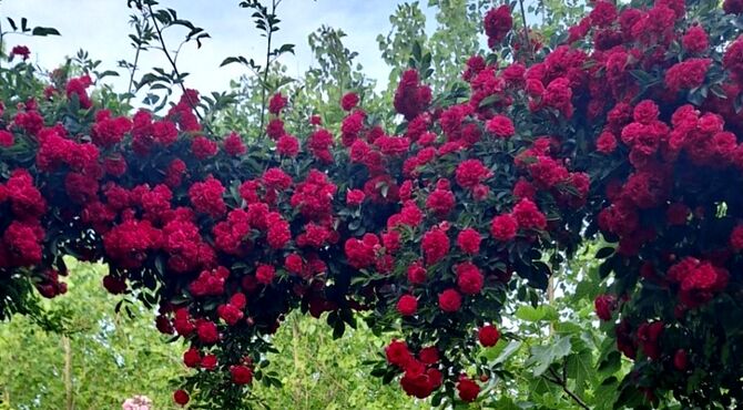 نبض سبزِ زمین؛ روایتی از هم‌صدایی با ریشه‌ها