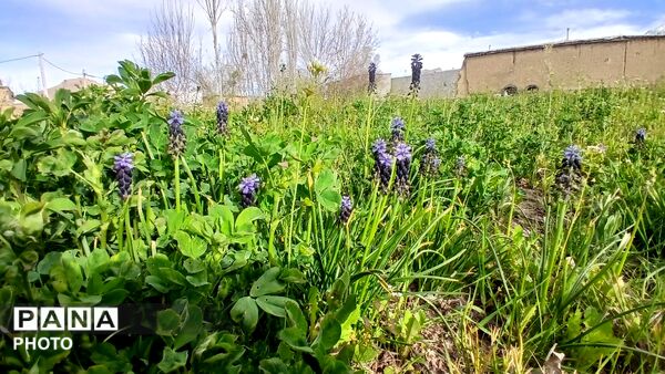  نجوای بهار در روستای سرتشنیز