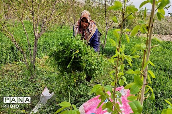 حال و هوای شهر بار نیشابور در فصل زیبای بهار