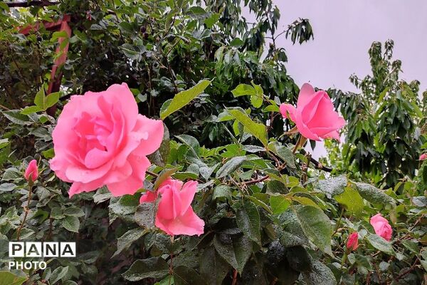آلبوم تصویری از طبیعت زیبای شهر بار در اردیبهشت‌ماه  ۱۴۰۵ـ۲