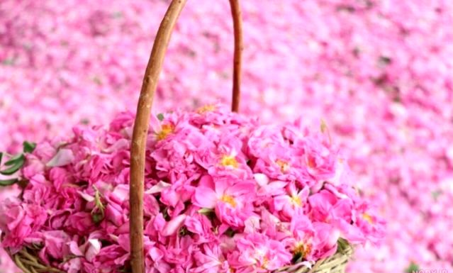 عطر بهار در اردیبهشت، آغاز فصل دل‌انگیز گلاب‌گیری در ایران