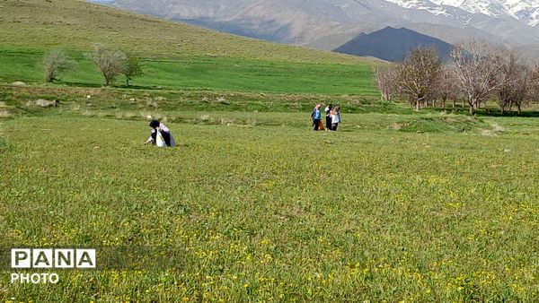 عطر بهار در کوهستان های تویسرکان؛ رویش سبزیجات