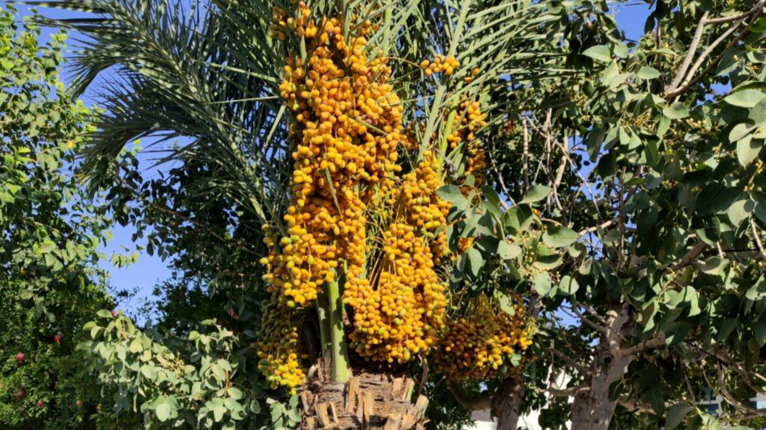 باردهی خرما در منطقه دارایی؛ گرمای بی‌سابقه تابستان، درختان حیاط را به ثمر نشاند
