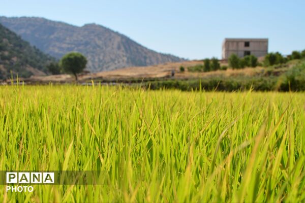 شالیزارهای پلبریده