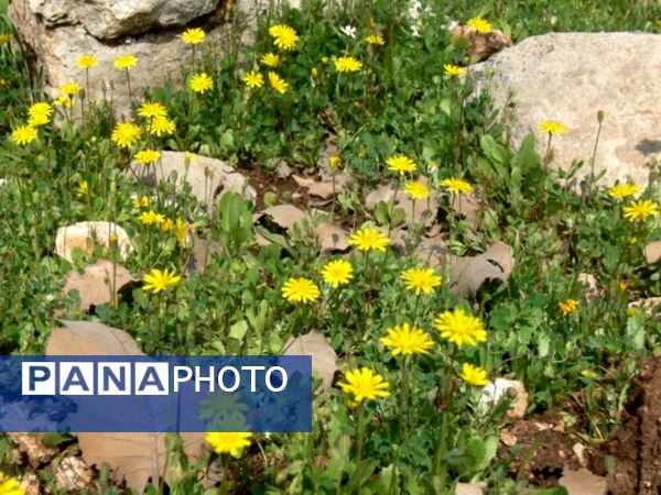 رومشکان گوهر پنهان طبیعت در نوروز ۱۴۰۴