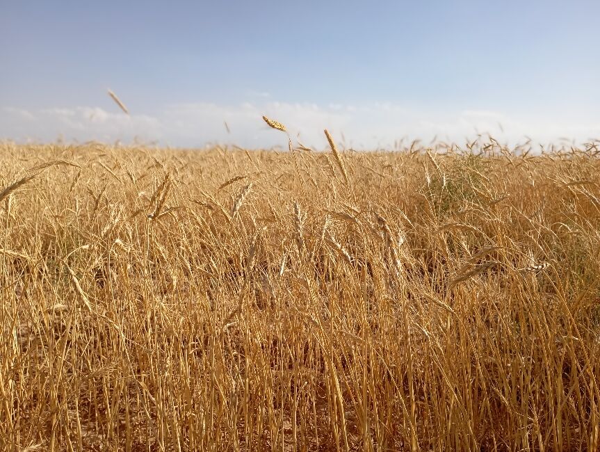 برداشت گندم در روستای گزکوه