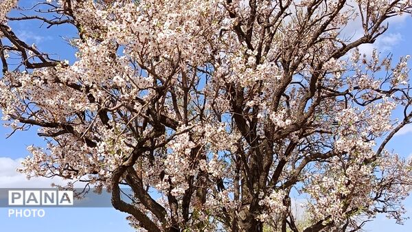 رویش شکوفه های امید در فصل بهار روستای برزنون 