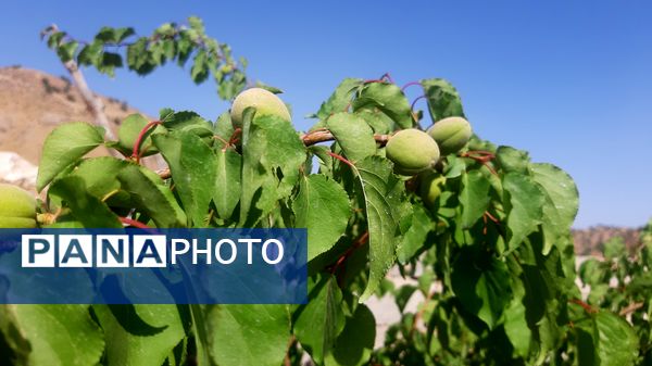 میوه‌های رنگارنگ در لردگان 