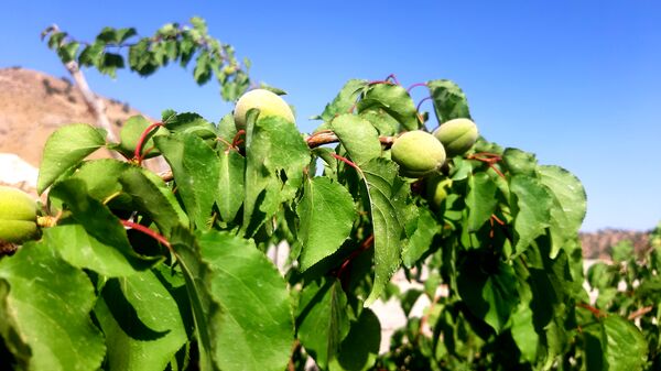 میوه‌های رنگارنگ در لردگان 