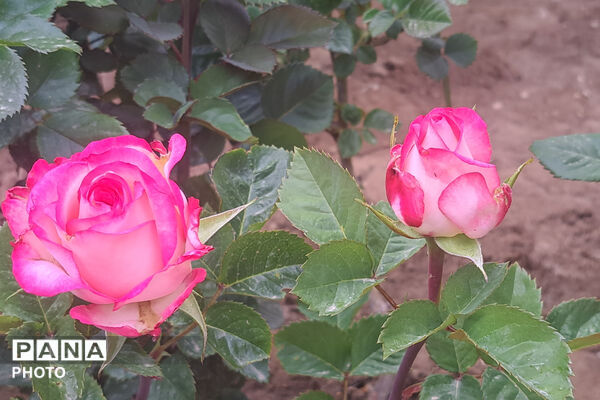 گل‌های زیبای بهاری