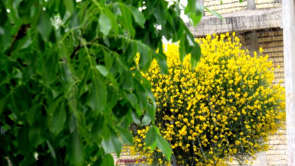غافلگیری شهر بن از طرف آسمان