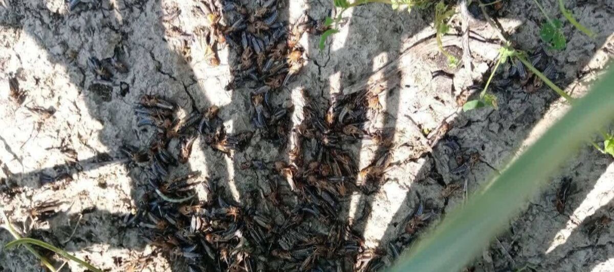 هجوم ملخ‌های مراکشی به مراتع کالو کلات