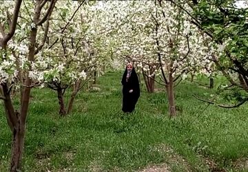 جادوی بهار در کلاته رودبار؛ شکوفایی طبیعت و آغاز دوباره زندگی