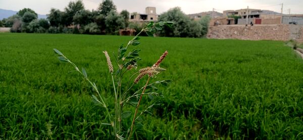 برنج‌کاری در لردگان؛ نماد زندگی و فرهنگ محلی