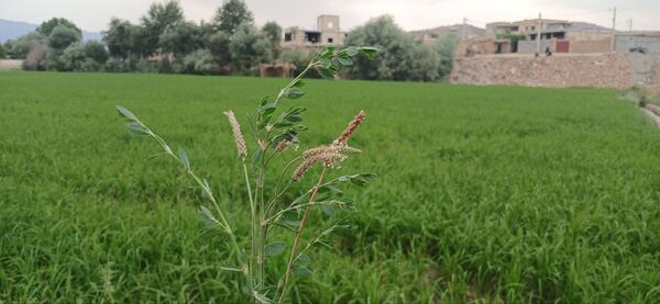 برنج‌کاری در لردگان؛ نماد زندگی و فرهنگ محلی