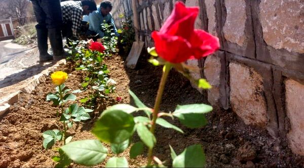 کاشت گل و گیاه در شهر منج، راهی برای احیای زمین