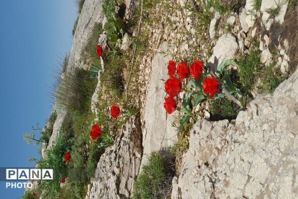 آلبوم تصویری از طبیعت زیبای شهر بار در اردیبهشت‌ماه  ۱۴۰۵ـ۲