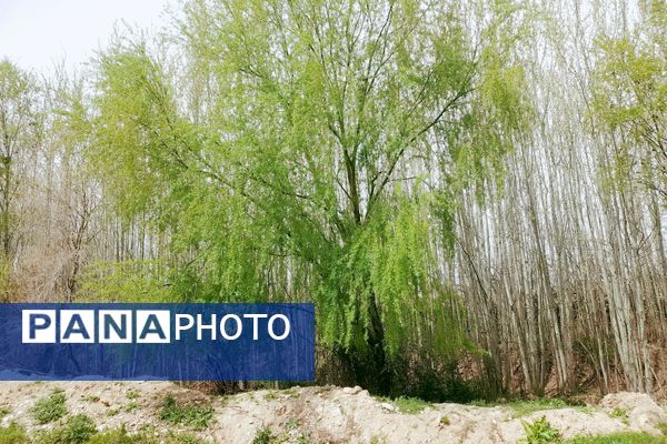 بهار، آغاز دوباره‌ی زندگی طبیعت 