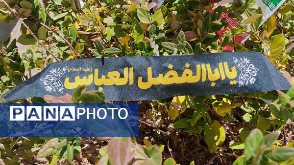 پرستو بی‌نام  در آشیانه شهر دستنا 