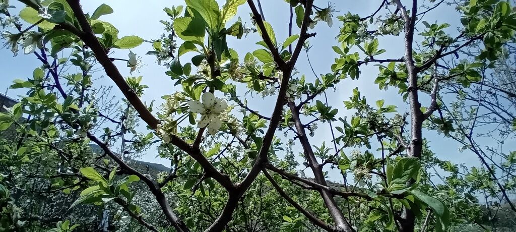 شکوفه‌های بهاری در شهرستان سملقان