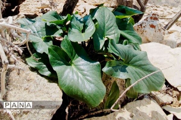  بهاریِ رنگارنگ در پل‌بریده
